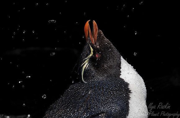 083 Rockhopper Penguin (Eudyptes chrysocome) - Falkland Islands