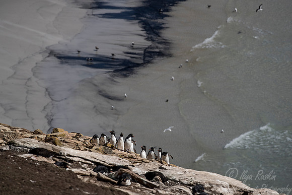 085 Rockhopper Penguins (Eudyptes chrysocome) - Falkland Islands