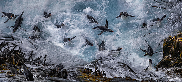 086 Rockhopper Penguins (Eudyptes chrysocome) - Falkland Islands