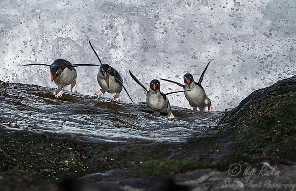 088 Rockhopper Penguins (Eudyptes chrysocome) - Falkland Islands