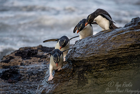 089 Rockhopper Penguins (Eudyptes chrysocome) - Falkland Islands