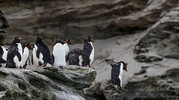 090 Rockhopper Penguins (Eudyptes chrysocome) - Falkland Islands