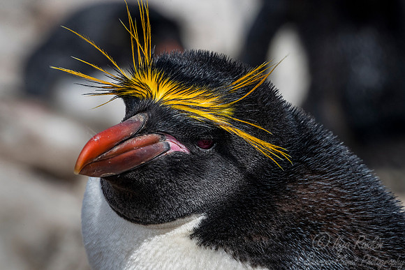 093 Macaroni Penguin (Eudyptes chrysolophus) - Falkland Islands