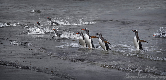 005 Gentoo Penguins (Pygoscelis papua) - Falkland Islands