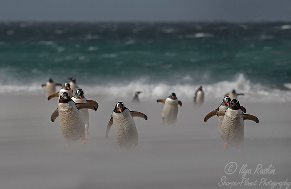 007 Gentoo Penguins (Pygoscelis papua) - Falkland Islands