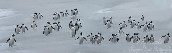 011 Gentoo Penguins (Pygoscelis papua) - Falkland Islands