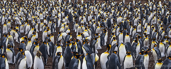 021 King Penguins (Aptenodytes patagonicus) - Falkland Islands