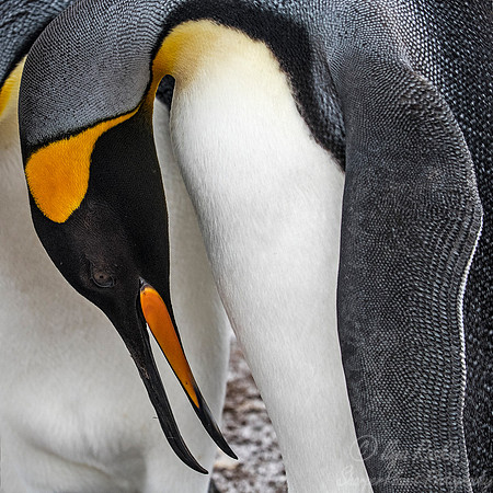 022 King Penguin (Aptenodytes patagonicus) - Falkland Islands