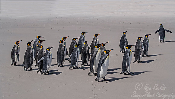 026 King Penguins (Aptenodytes patagonicus) - Falkland Islands