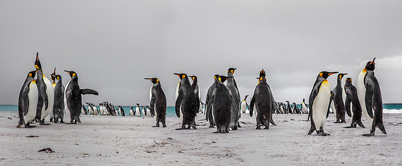 027 King Penguins (Aptenodytes patagonicus) - Falkland Islands