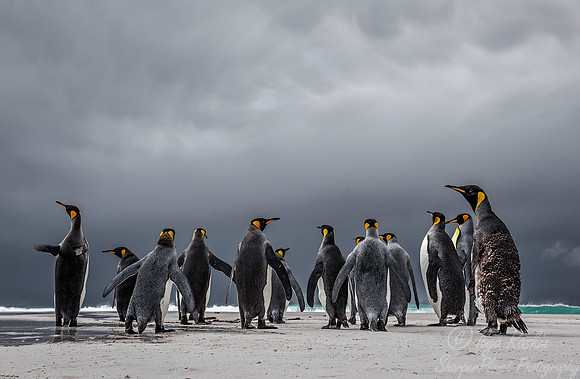 028 King Penguins (Aptenodytes patagonicus) - Falkland Islands