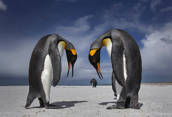 034 King Penguins (Aptenodytes patagonicus) - Falkland Islands
