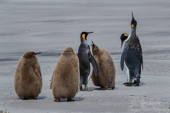 036 King Penguins (Aptenodytes patagonicus) - Falkland Islands