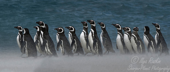 040 Magellanic Penguins (Spheniscus magellanicus) - Falkland Islands