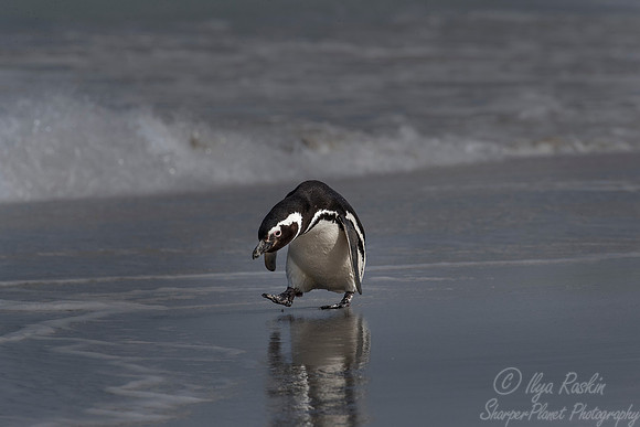 044 Magellanic Penguin (Spheniscus magellanicus) - Falkland Islands