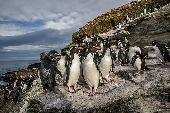 049 Rockhopper Penguins (Eudyptes chrysocome) - Falkland Islands