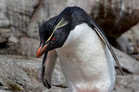 2016 Falkland Islands Penguins