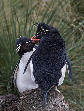 052 Rockhopper Penguins (Eudyptes chrysocome) - Falkland Islands
