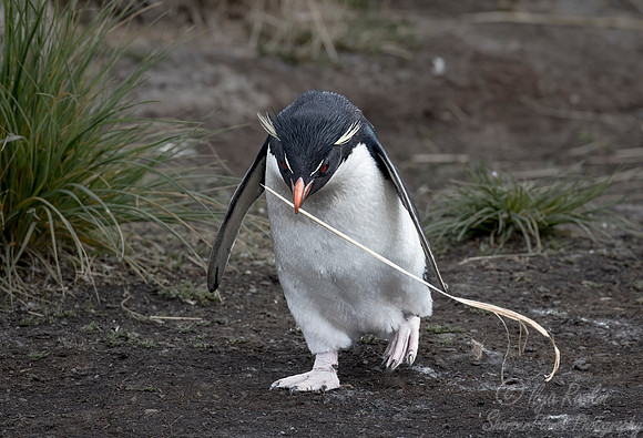 054 Rockhopper Penguin (Eudyptes chrysocome) - Falkland Islands