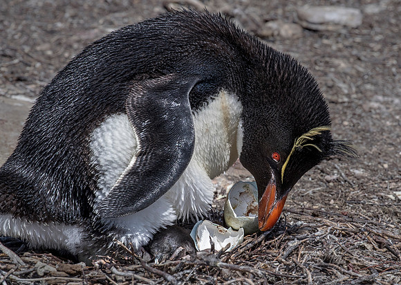 056 Rockhopper Penguins (Eudyptes chrysocome) - Falkland Islands