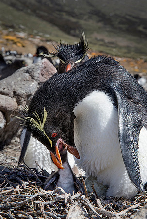 058 Rockhopper Penguins (Eudyptes chrysocome) - Falkland Islands