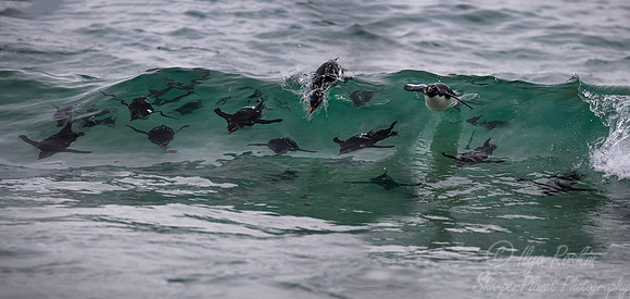 061 Rockhopper Penguins (Eudyptes chrysocome) - Falkland Islands