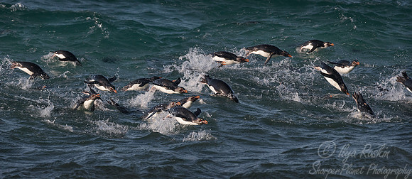 063 Rockhopper Penguins (Eudyptes chrysocome) - Falkland Islands