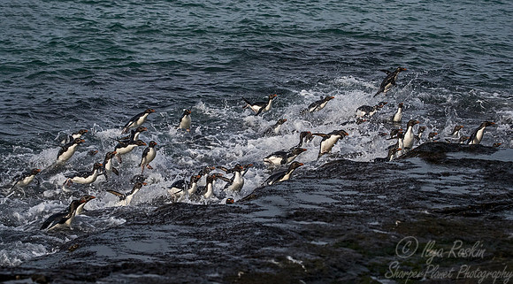 064 Rockhopper Penguins (Eudyptes chrysocome) - Falkland Islands