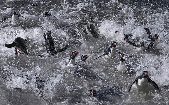 067 Rockhopper Penguins (Eudyptes chrysocome) - Falkland Islands