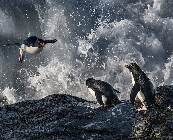 069 Rockhopper Penguins (Eudyptes chrysocome) - Falkland Islands