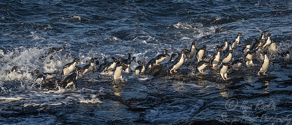 071 Rockhopper Penguins (Eudyptes chrysocome) - Falkland Islands