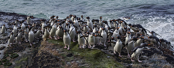 073 Rockhopper Penguins (Eudyptes chrysocome) - Falkland Islands