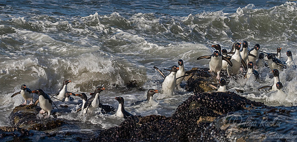076 Rockhopper Penguins (Eudyptes chrysocome) - Falkland Islands