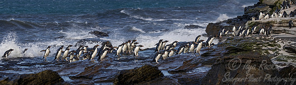078 Rockhopper Penguins (Eudyptes chrysocome) - Falkland Islands