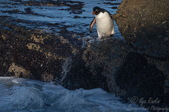 081 Rockhopper Penguin (Eudyptes chrysocome) - Falkland Islands