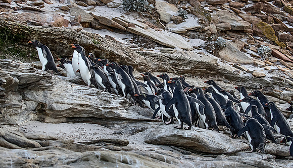 084 Rockhopper Penguins (Eudyptes chrysocome) - Falkland Islands