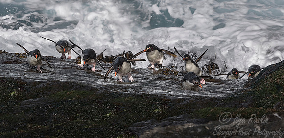 087 Rockhopper Penguins (Eudyptes chrysocome) - Falkland Islands