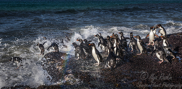 091 Rockhopper Penguins (Eudyptes chrysocome) - Falkland Islands