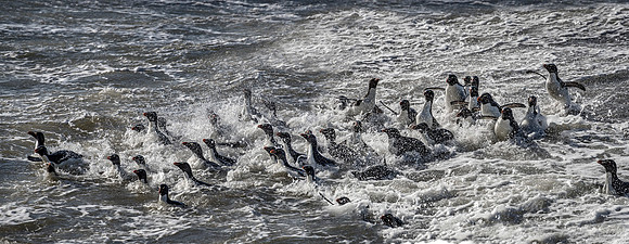 092 Rockhopper Penguins (Eudyptes chrysocome) - Falkland Islands