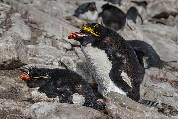 094 Macaroni Penguin (Eudyptes chrysolophus) nesting with Rockhopper Penguin - Falkland Islands