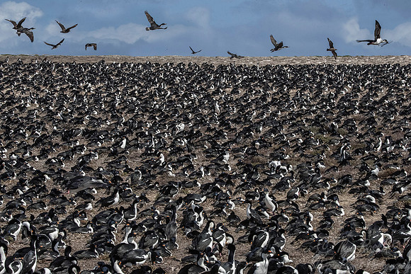 123 Imperial Shags (Phalacrocorax atriceps) - Falkland Islands