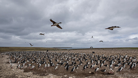 124 Imperial Shags (Phalacrocorax atriceps) - Falkland Islands