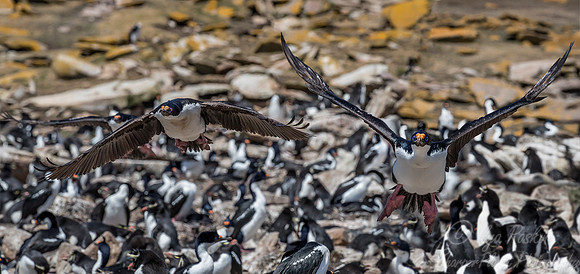 125 Imperial Shags (Phalacrocorax atriceps) - Falkland Islands