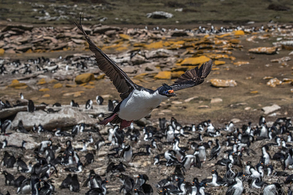 126 Imperial Shag (Phalacrocorax atriceps) - Falkland Islands
