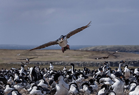127 Imperial Shags (Phalacrocorax atriceps) - Falkland Islands
