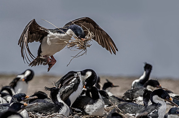 128 Imperial Shag (Phalacrocorax atriceps) - Falkland Islands