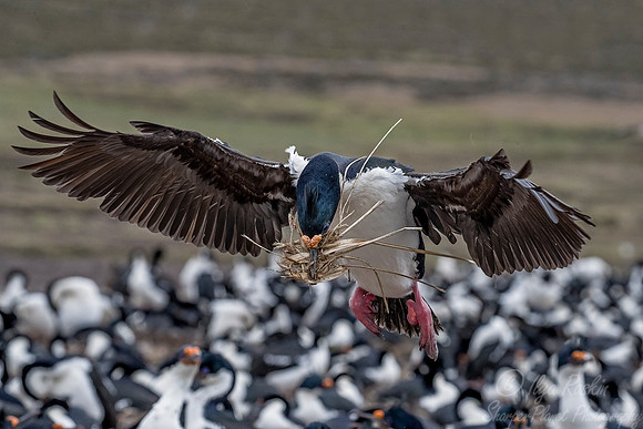 129 Imperial Shags (Phalacrocorax atriceps) - Falkland Islands