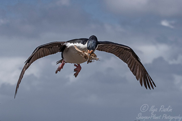 130 Imperial Shag (Phalacrocorax atriceps) - Falkland Islands