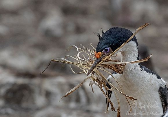 131 Imperial Shag (Phalacrocorax atriceps) - Falkland Islands