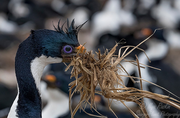 132 Imperial Shag (Phalacrocorax atriceps) - Falkland Islands